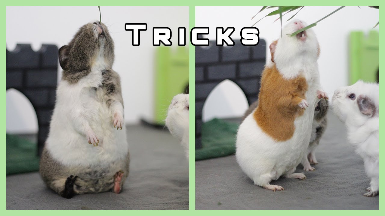 Welche Tricks können die Wheekies? Wir zeigen es euch!