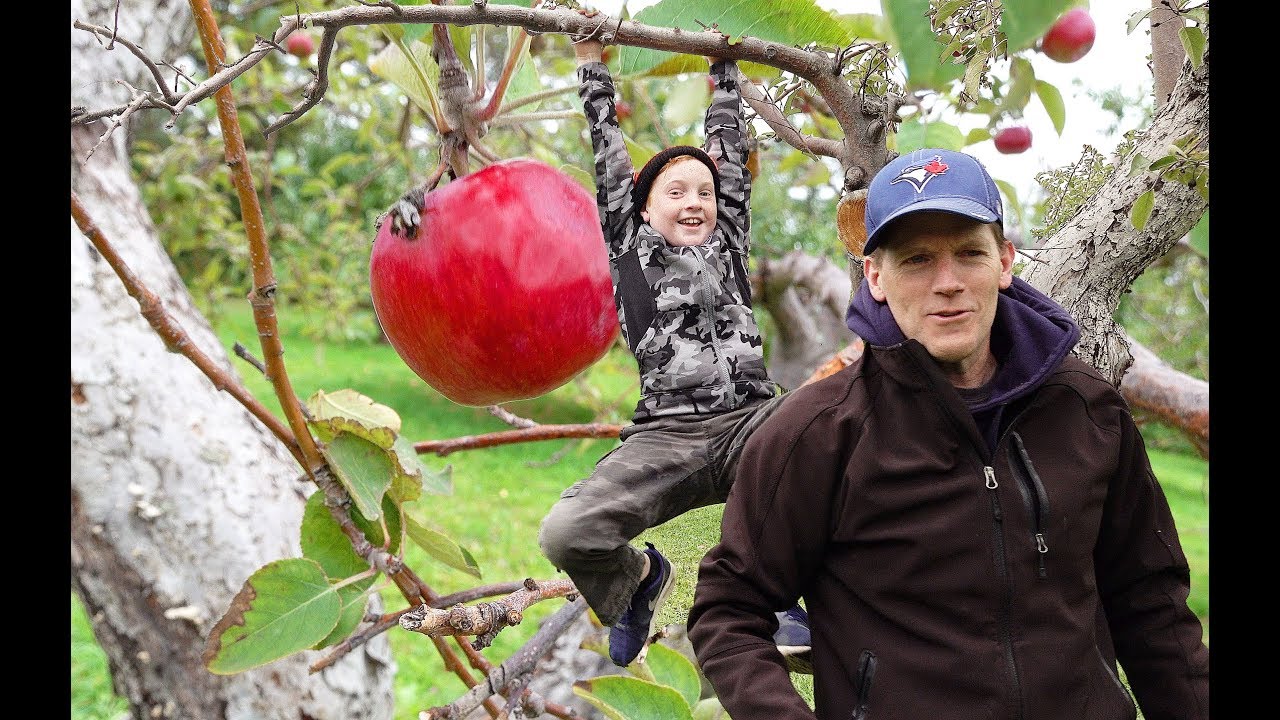 Apple Picking! 🍎Taking the BIGGEST Apple on the Tree! - vlog e338