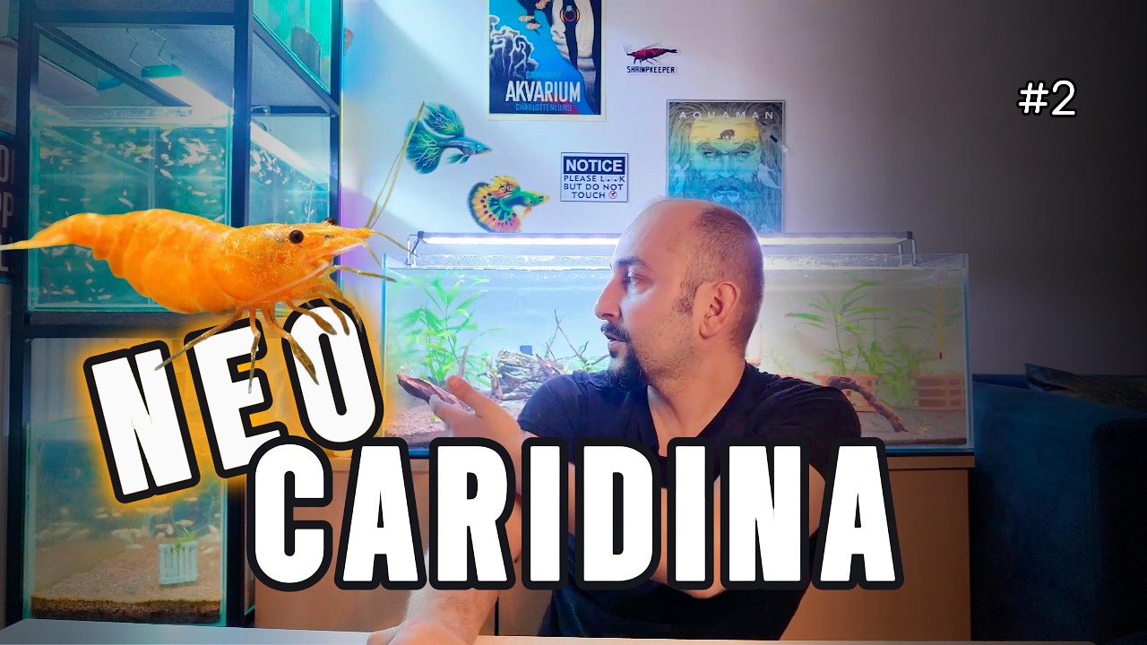Пошаговая установка аквариума с креветками 🦐 | Серия Neocaridina &ndash; Часть 2