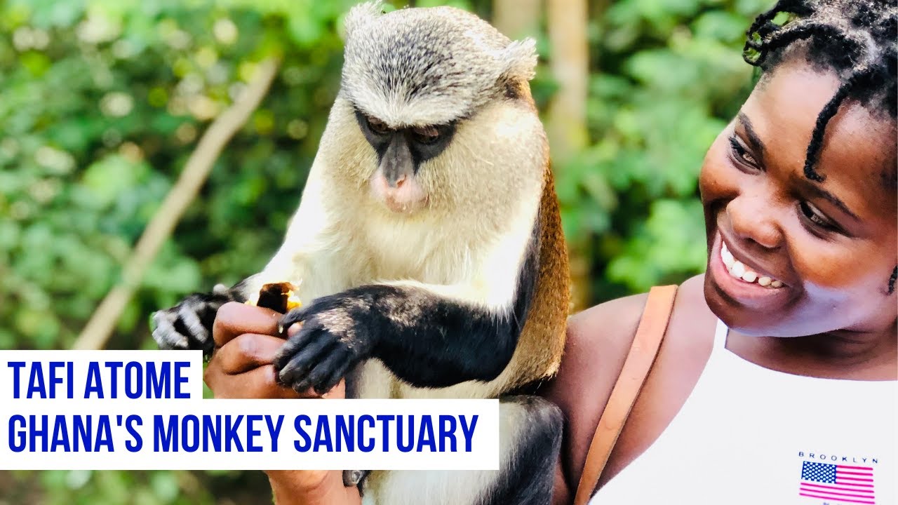TAFI ATOME MONKEY SANCTUARY, VOLTA REGION OF GHANA, WEST AFRICA. A MUST-SEE ATTRACTION IN GHANA.