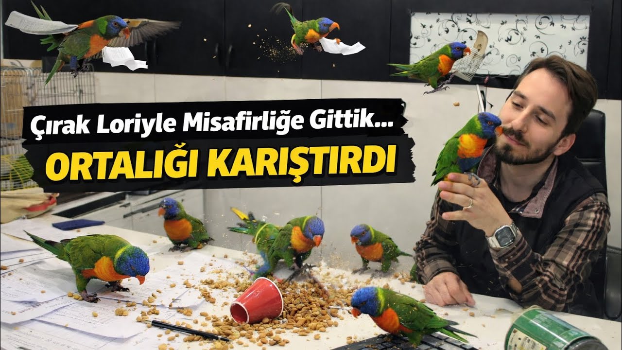 Çırak Lori Misafirlikte Ortalığı Karıştırdı 😂