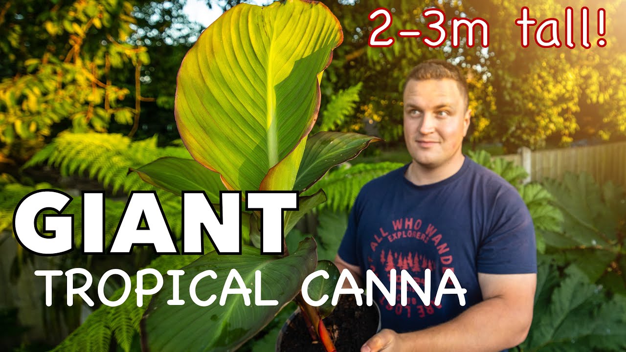 Canna Musifolia - Giant Tropical Foliage Plant from The Secret Garden of Louth