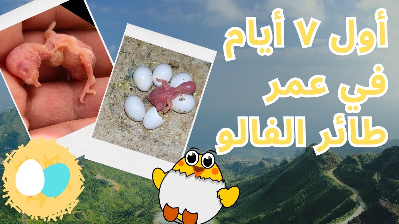 أنواع البادجي العين الحمراء | مراحل نمو البادجي