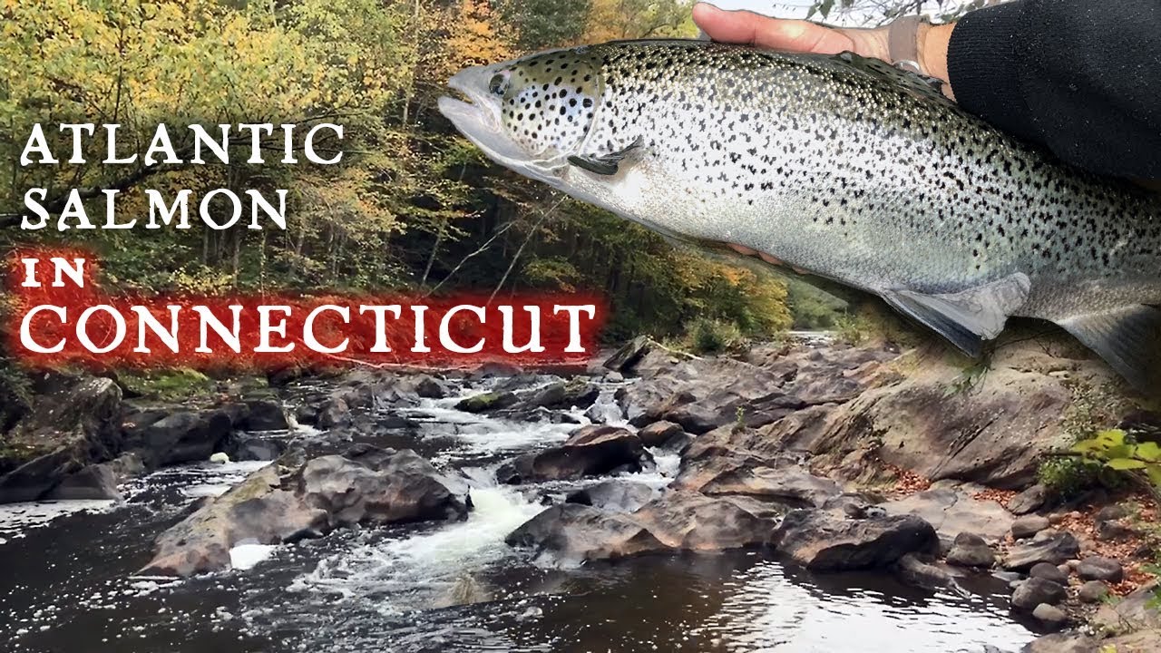 Ловля атлантического лосося в водах Коннектикута