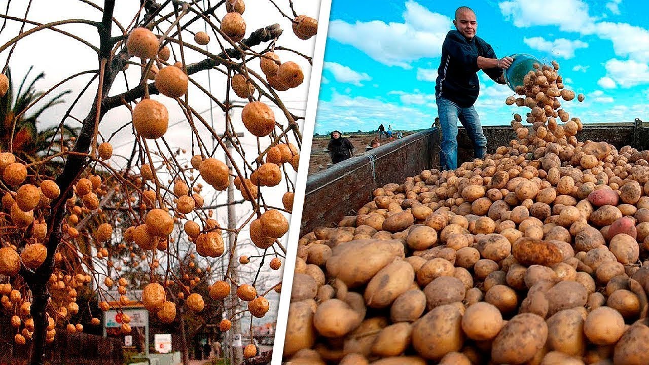 Ni Siquiera Te Imaginas Cómo Crecen Estos Productos