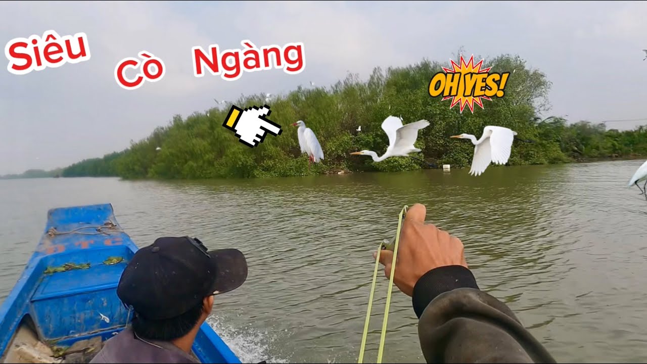 Trạm Tráng Siêu Cò Ngang Siêu Nhiều // Săn Cò Kịch Tính Trên Sông.