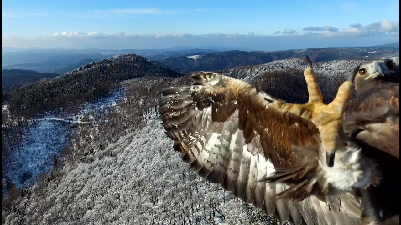 Útok orla na dron - Eagle attack on drone