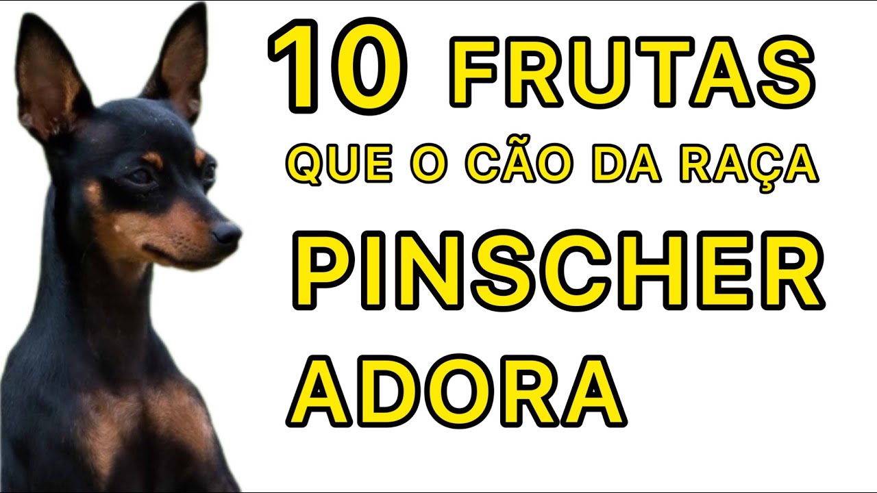 10 FRUTAS QUE O C&Atilde;O DA RA&Ccedil;A PINSCHER ADORA  | PINSCHER FILHOTES