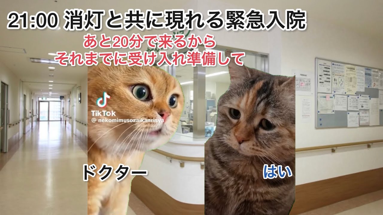 整形病棟看護師の憂鬱な夜勤【猫ミーム】