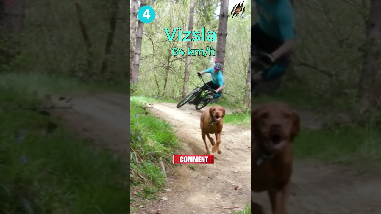 Top 10 Fastest Dog Breeds of 2023 | Wildlife Claws