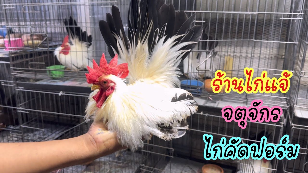Zing’s Day I ร้านไก่แจ้ตลาดจตุจักร ไก่คัดฟอร์ม