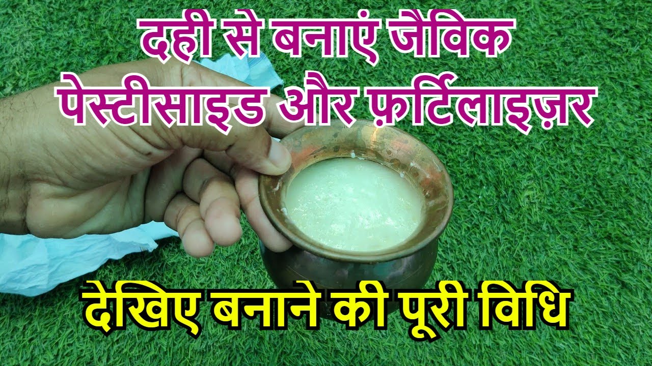 दही से पेस्टिसाइड और फर्टिलाइजर कैसे बनाएं? सीखें छाछ से पावरफुल जैविक फंफूदनाशक एवं कीटनाशक बनाना