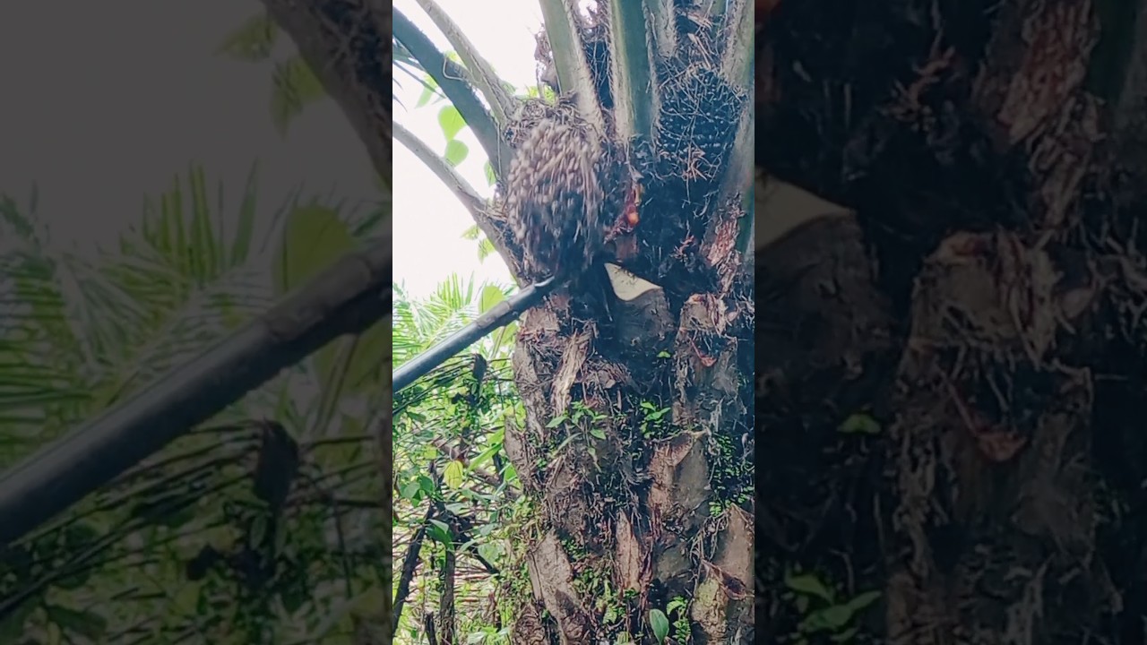 Panen Sawit Buah Jamuran !! Palm Oil Harvesting
