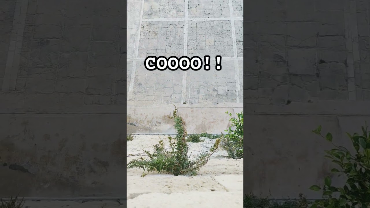 eloooo