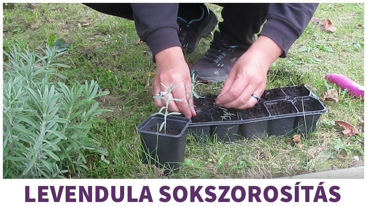 Levendula szaporítása hajtásról