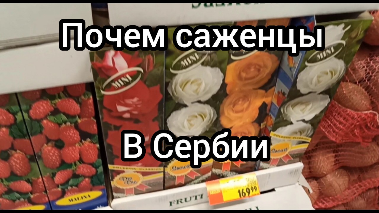 Почем саженцы в Сербии? Красивый храм, природа в черте города.