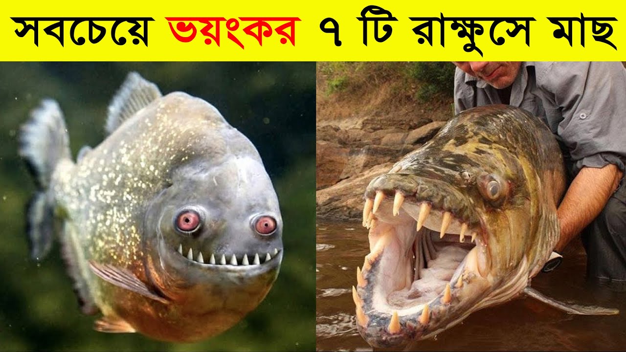 বিশ্বের সবচেয়ে ভয়ংকর ৭ টি মাছ | যা দেখলে চমকে যাবেন | Most dangerous fishes in the world in Bangla