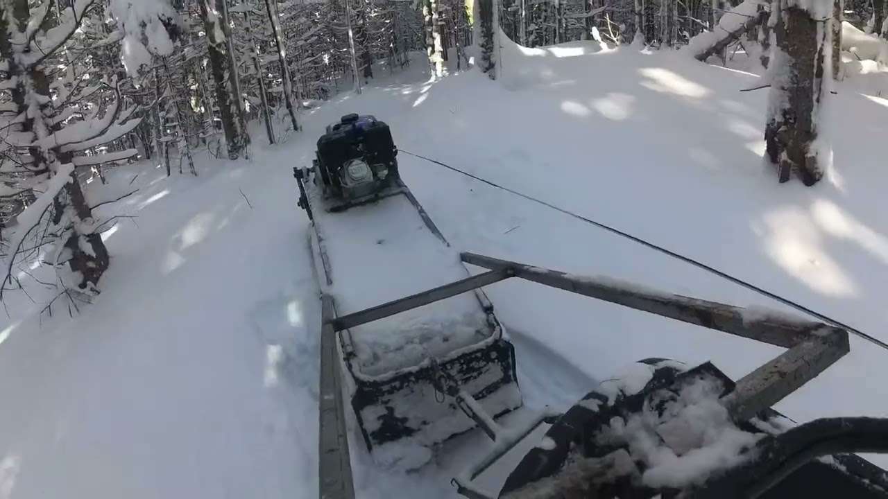 Snowdog in Action: Breaking Fresh Powder Trails
