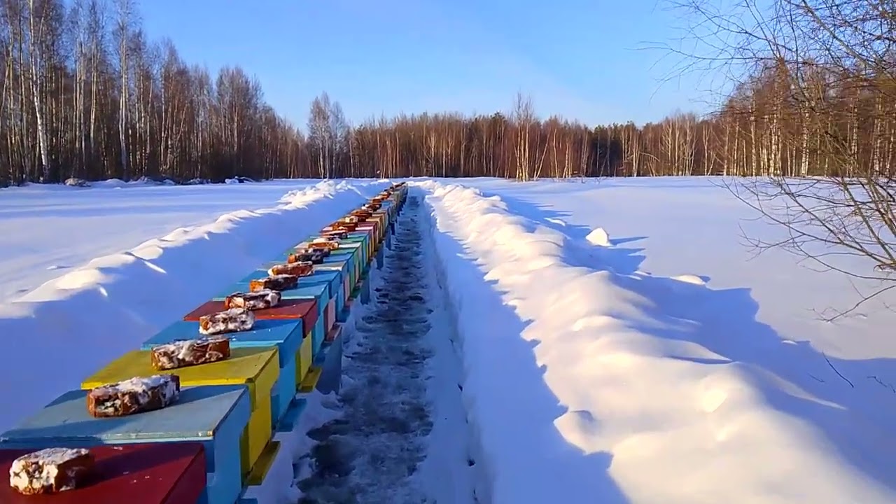 Выставили пчёл на новом точке. Ждём облёта.