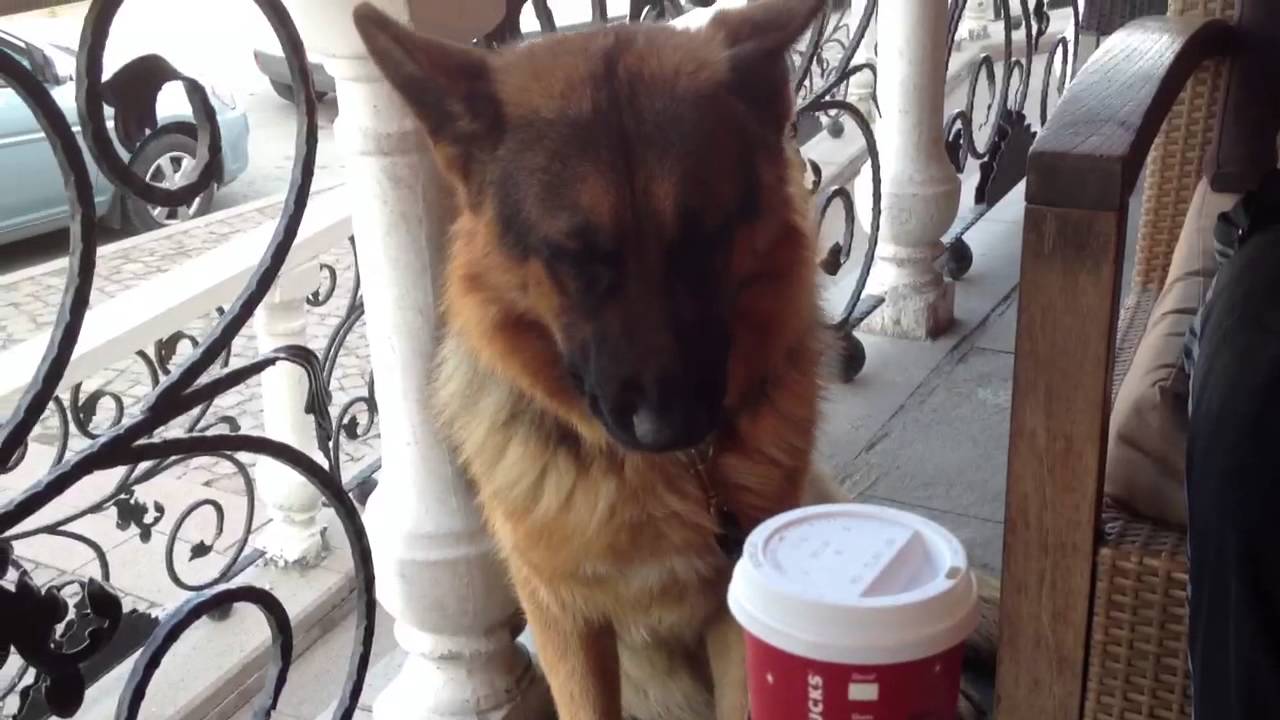 My Sleepy German Shepherd K9 ; A Real Sweetheart...