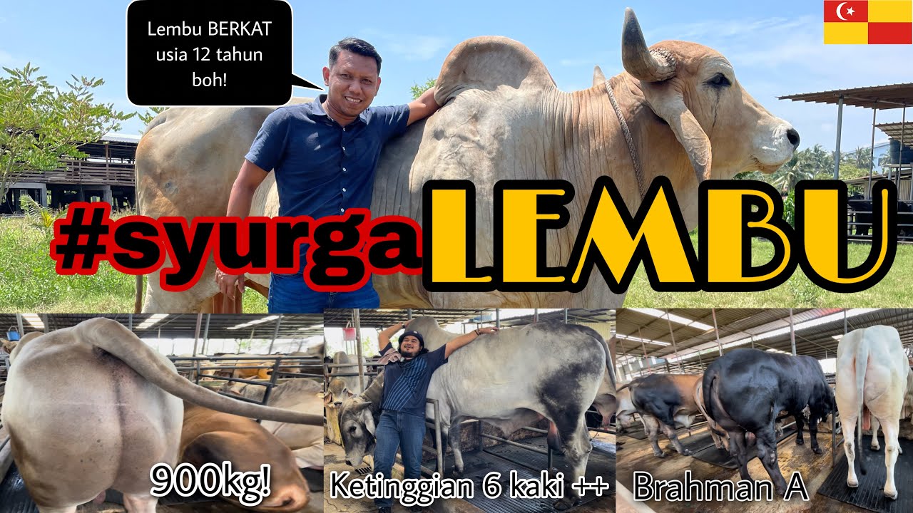 Brahman tinggi 6 kaki, lembu berusia 12 tahun rupanya wujud di Malaysia