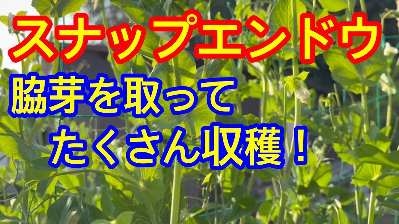 【スナップエンドウ】大きな実をつけるために行う『脇芽かき』の方法をもう一度詳しく説明します。前回分かりづらかった方、申し訳ありませんでした。