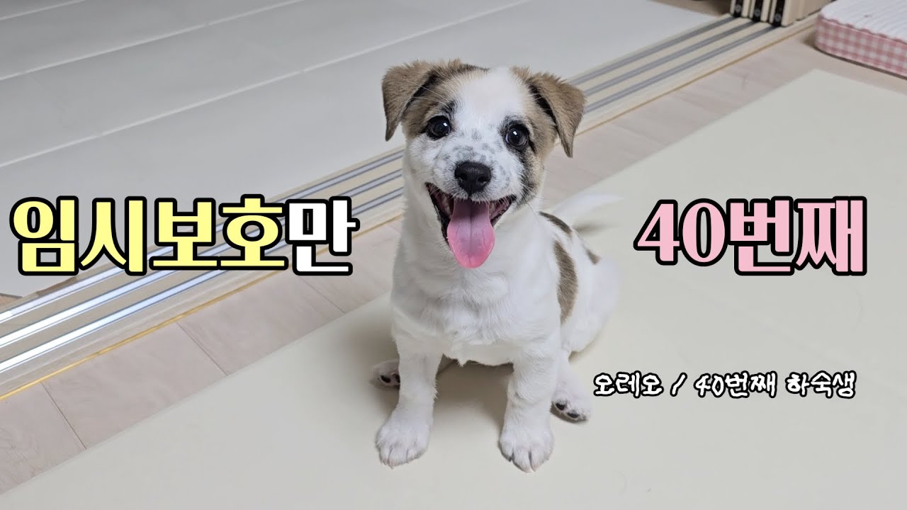 오레오임보일기#5ㅣ임보5년차 아직도 배울게 많음, 레오입양확정ㅣ1인가구 임시보호 #유기견임보