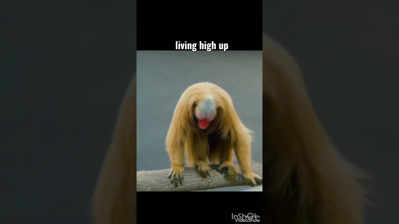 Red-Faced, Hairless and Handsome: Meet the Bald Uakari Monkey #shorts #youtubeshorts #viral #facts
