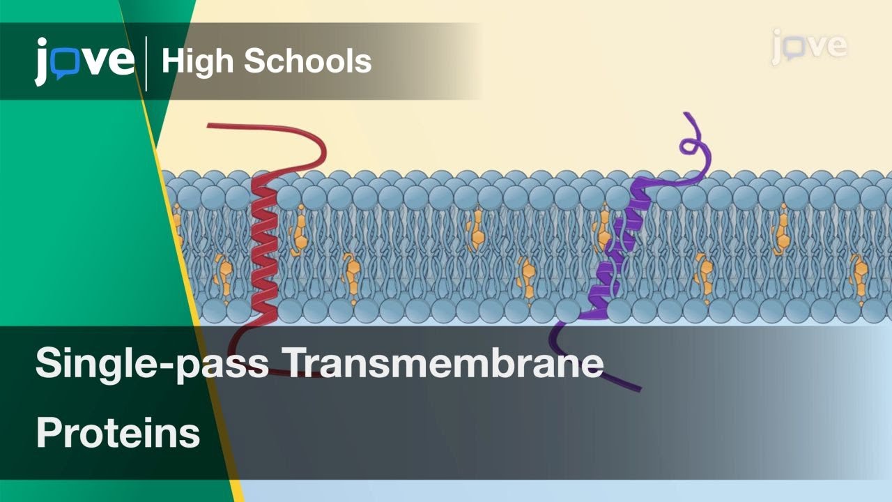 Single-pass Transmembrane Proteins | Cell Bio | Video Textbooks - Preview