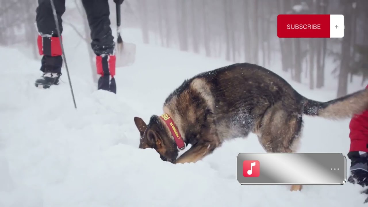 Dramatic Horse Rescue: Trapped in Frozen River During Snowstorm! 🐴❄️ (Real-Life Animal Rescue)