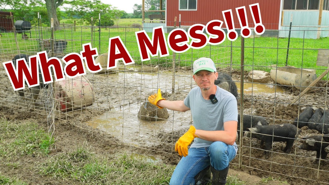 Raising Pigs for Profit - Are Pigs Worth All the Trouble?
