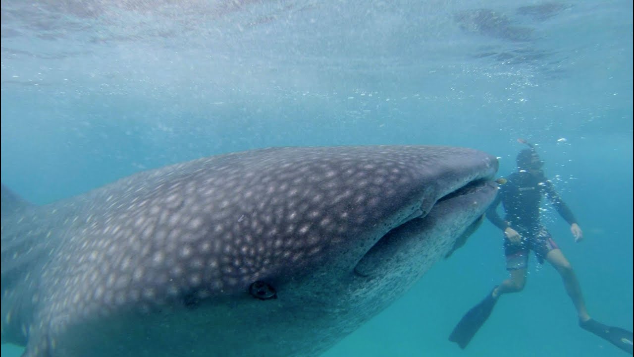 2016 Sodwana Bay, South Africa - Underwater (Part 2)