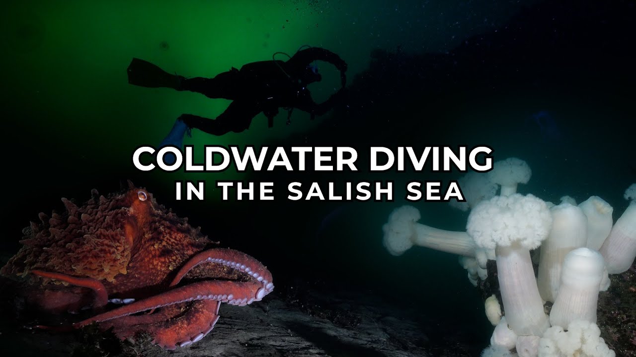 Coldwater Diving in the Salish Sea | 4K Underwater Video