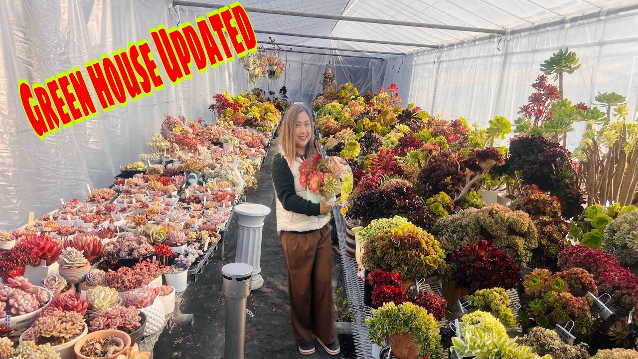 Inside Green house Aeoniums Update / Angel hara channel 