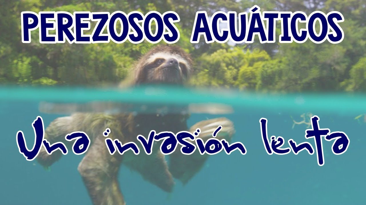 Perezosos acu&aacute;ticos: Una invasi&oacute;n lenta