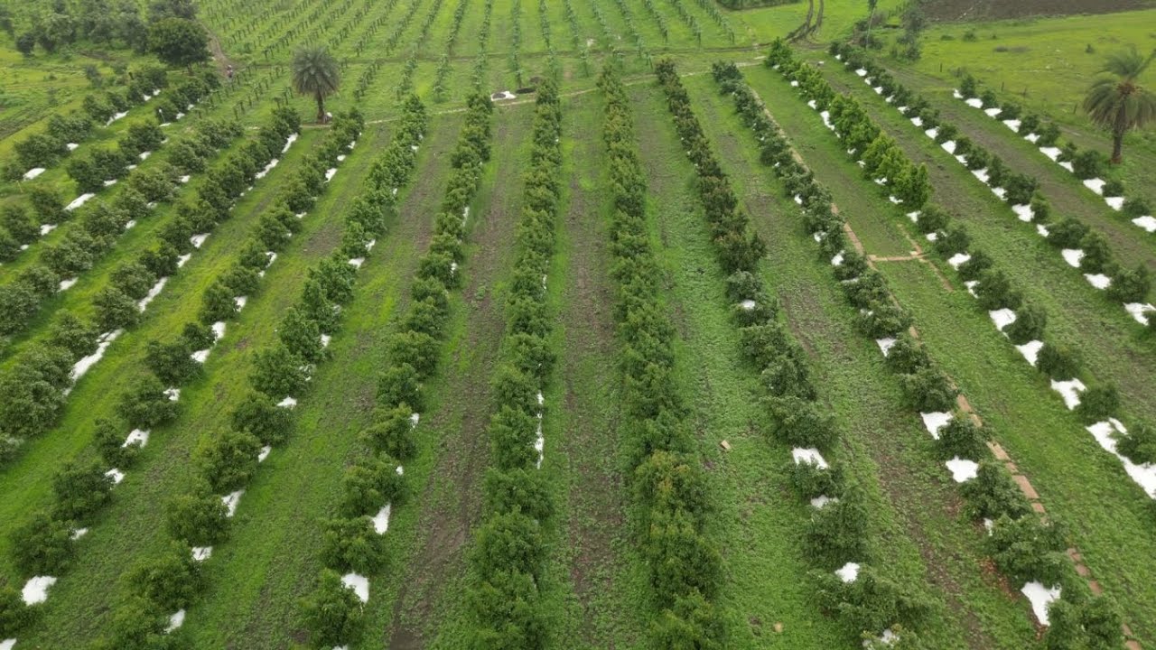 Exploring an Avocado Farm in Bhopal #tranding #farming #nature #drone #song #tranding #satisfying