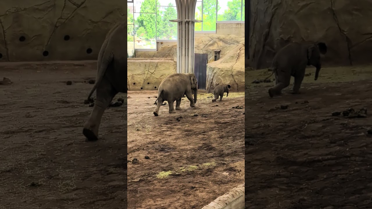 Elephants in Kölner Zoo / Cologne Zoo