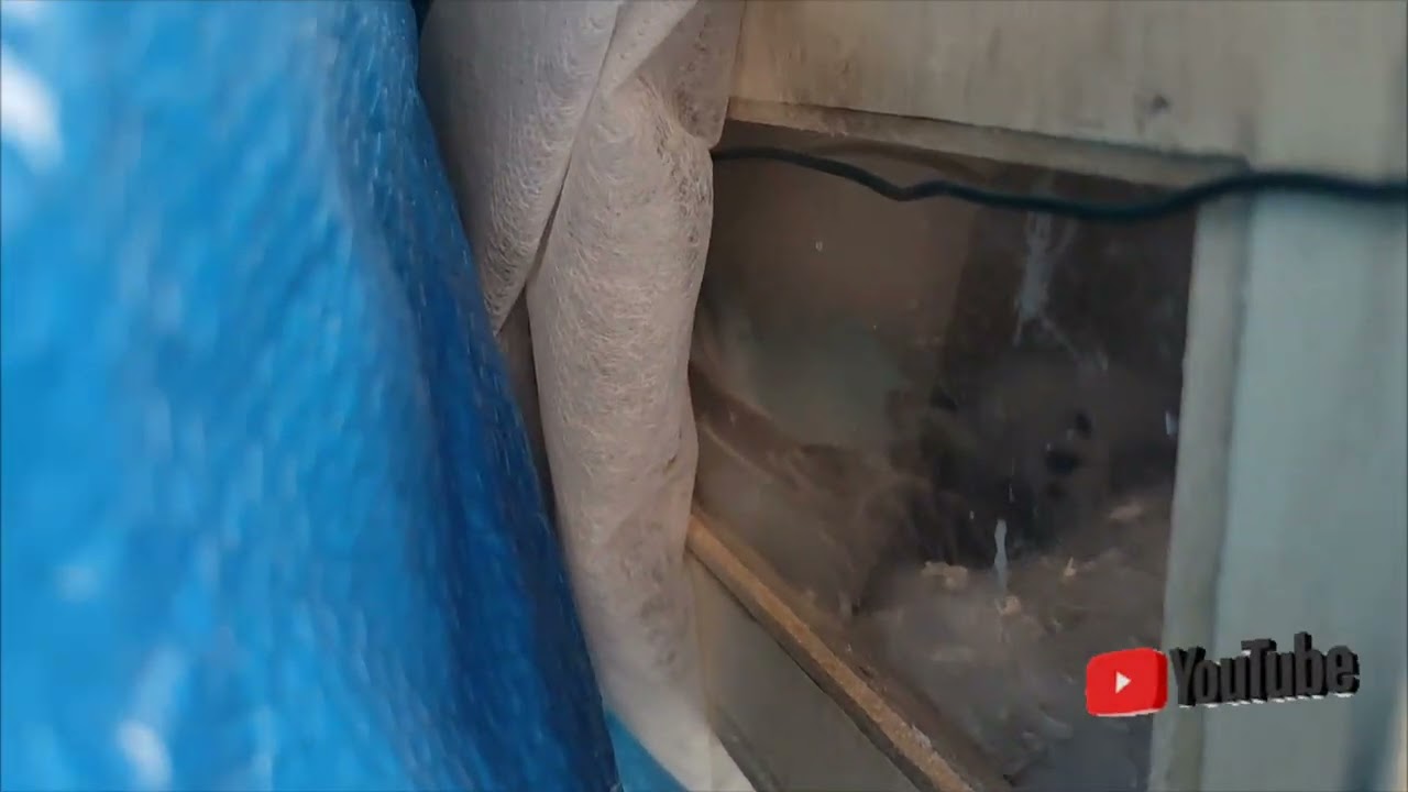 Funny 13 Fioco di Neve #birds #parrot #budgies #cocorita #funny #uova #nido #cova #birdslover
