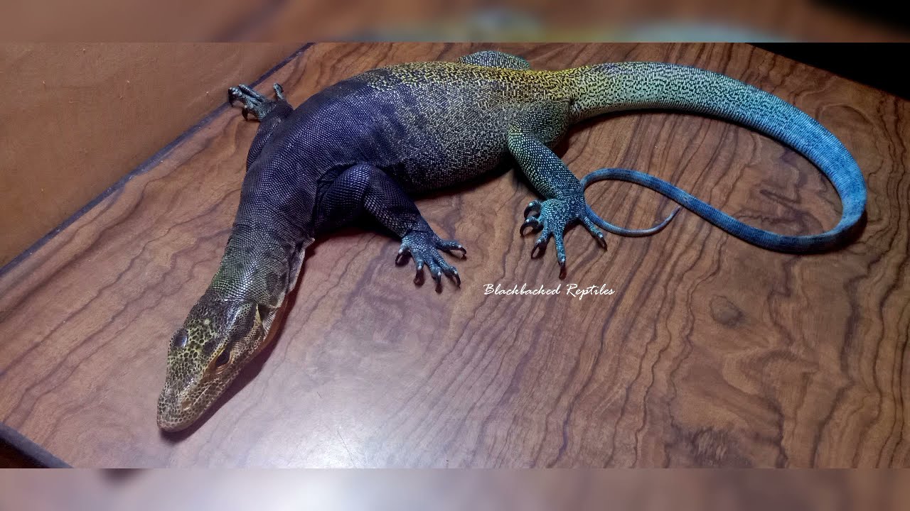 Tricolor monitor lizard (varanus yuwonoi)