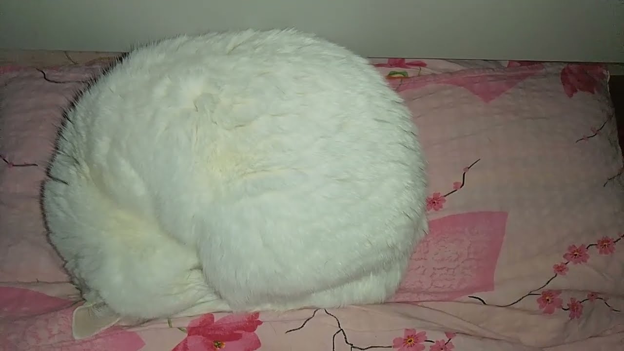 А У НАС АПОКАЛИПСИС! (ОПЯТЬ ИЛИ СНОВА???)🤬🤕🥶 КОТ НЕ ВЫДАСТ,КОТ БУДЕТ ЕСТЬ СО МНОЙ!!😸 НЮША МЁРЗНЕТ!