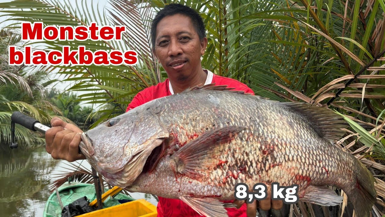 Sangat kuat tarikan monster blackbass di sungai kecil, sampai di bantu anak Mahakam fishing #fishing