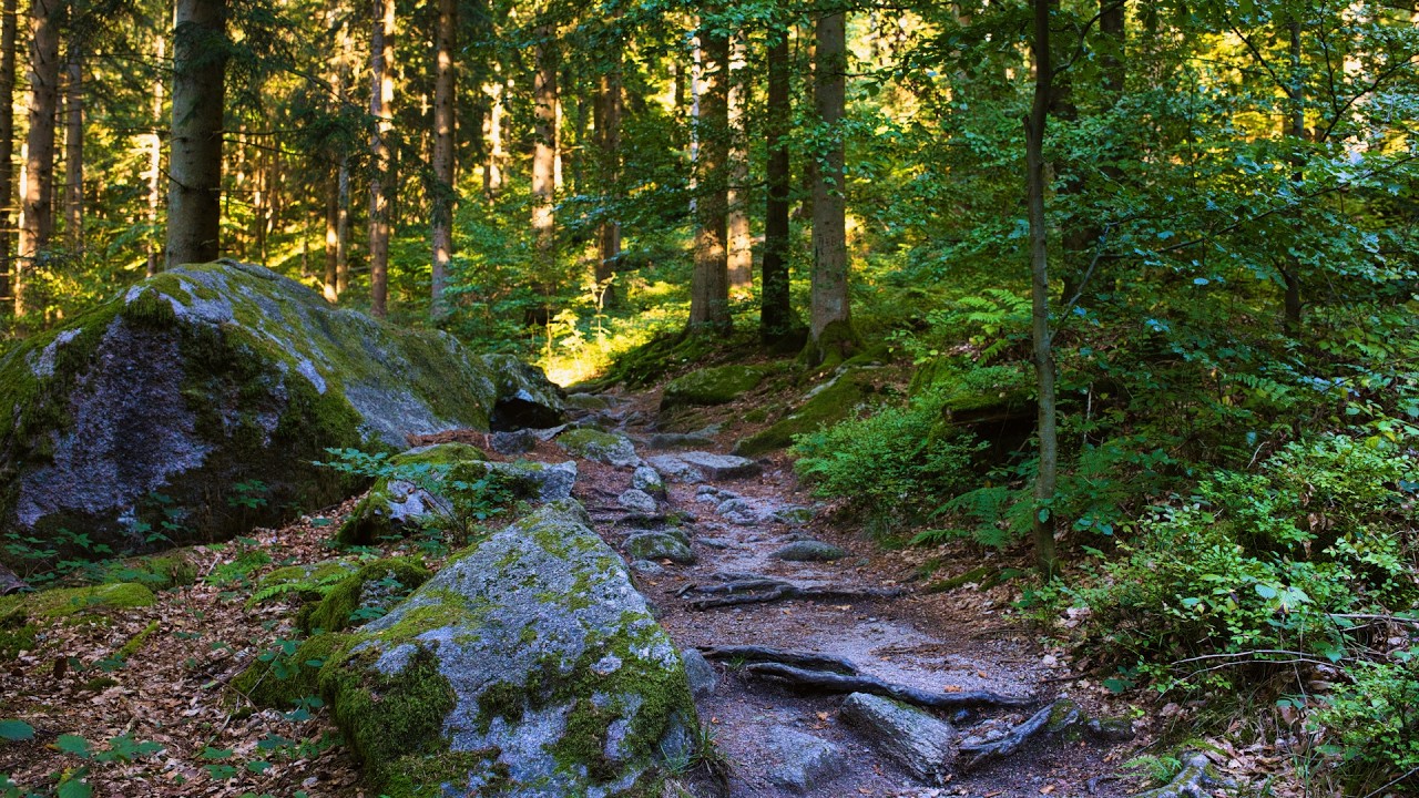 🌳 4K - Relaxing Nature Sounds For Stress Relief, Forest Sounds, Bird Song, No AI