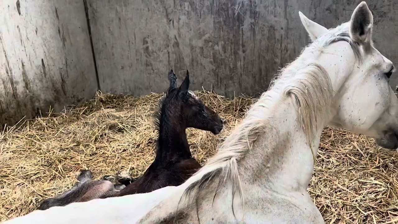 💫 a second Blessing in the start of our new season “ New born Stallion ALLROAD 2000 Z X Mistique 🥳👌💪