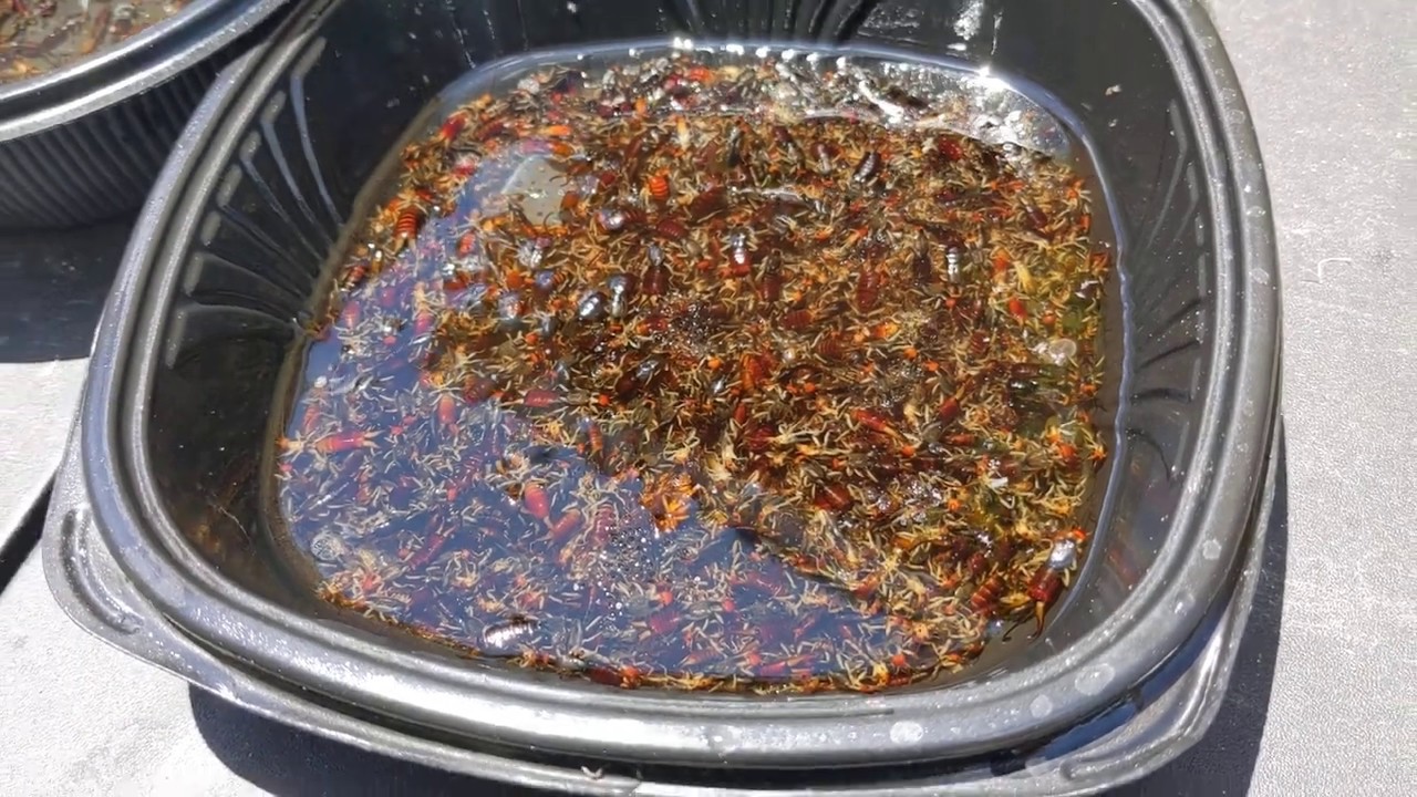 Earwig, pincher bug Wars in the Garden