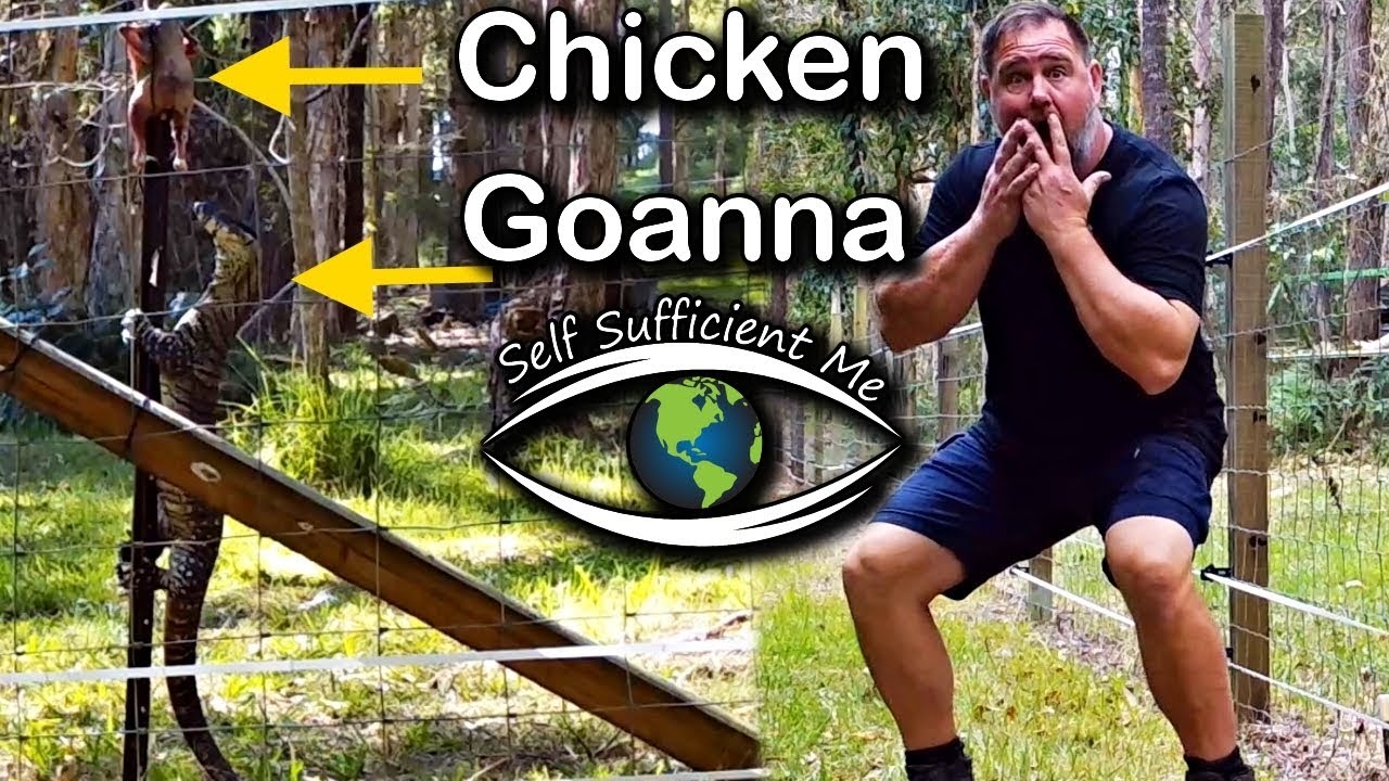 Goanna Got Chicken Rabbit Got Shock VLOG