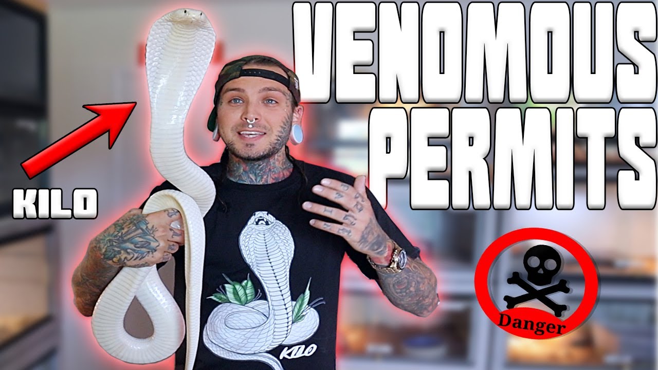 How to get into Venomous Reptiles and Is it for just Anyone?! | Tyler Nolan