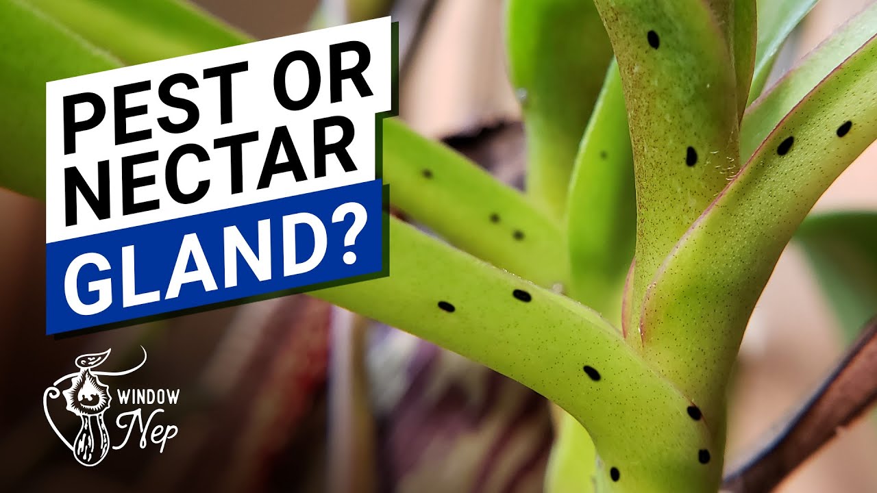 🐝  What Are Nepenthes Nectar Glands 🍯  (don’t confuse them with pest damage!)
