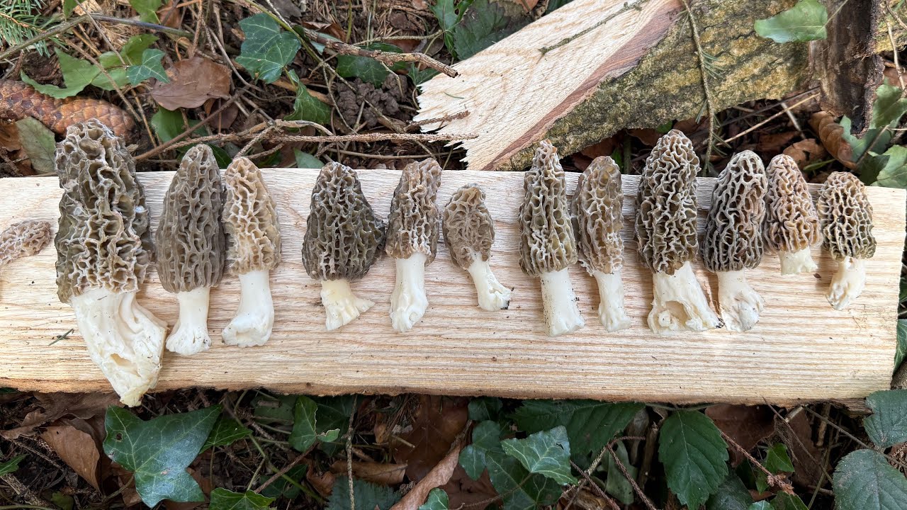 1 ère morilles 2026