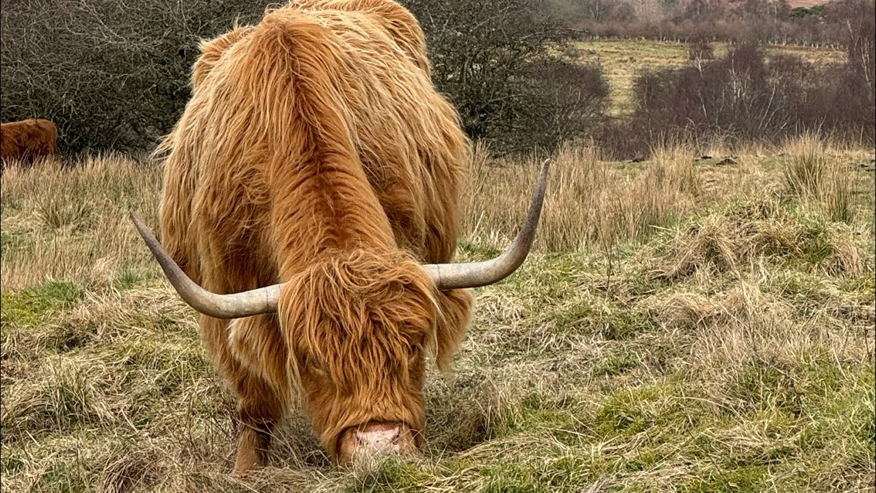 Walk Strathblane to Mugdock Park via Dumbrock loch