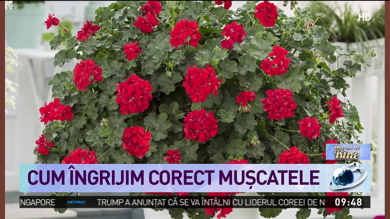 Cum îngrijim corect muşcatele